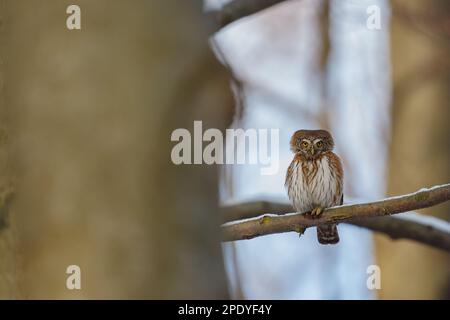 Gufi - gufo di pygmy eurasiatico (Glaucidium passerinum) seduto sul ramo in una foresta di querce. Simbolo di saggezza. Uccello curioso che guarda nella fotocamera. Foto Stock