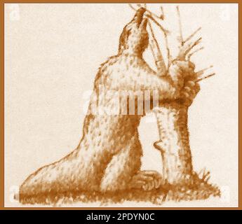 L'impressione di un artista del 19th° secolo su come appariva un Megatherium estinto. Il terreno gigante estinto si stacca dal Sud America che viveva nei periodi di Pliocene, Olocene e Pleistocene. Divenne estinto circa 12.000 anni fa durante l'estinzione quaternaria Foto Stock