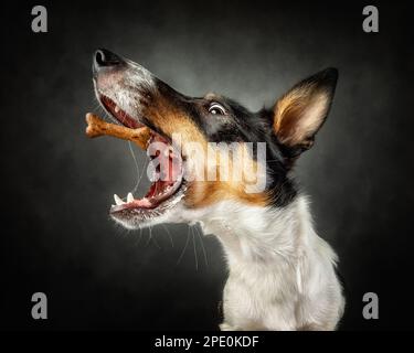 Border Collie Dog Puppy che cattura dolcetti Foto Stock