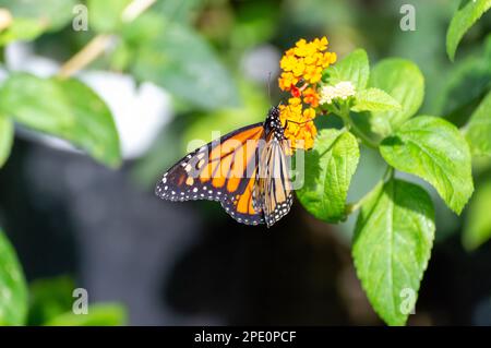 Una farfalla monarca appollaiata delicatamente su un fiore arancione brillante Foto Stock