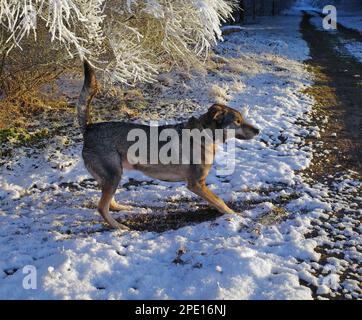 Allegro cane di razza mista nella neve. Ubicazione: Un bosco a Itterbeck, Germania Foto Stock