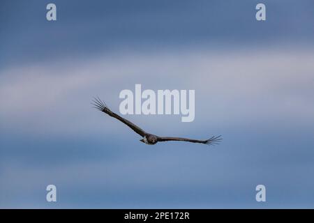 Un'aquila marziale è vista in volo nel Parco Nazionale di Hwange nello Zimbabwe. Foto Stock