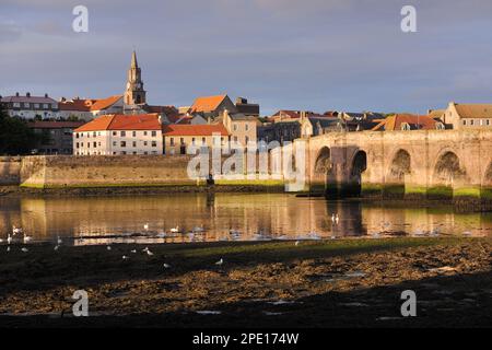 Berwick-upon-Tweed in serata marea leggera e con cigni muti (Cygnus olor) sul fiume tweed, Northumberland, Inghilterra, Giugno 2015 Foto Stock