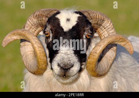 Pecora nera (ovis domesticus) primo piano di un ariete in primavera con un impressionante set di corna, Isola di Islay, Ebridi, Scozia, aprile 2007 Foto Stock