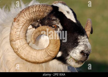 Pecora nera (ovis domesticus) primo piano di un ariete in primavera con un impressionante set di corna, Isola di Islay, Ebridi, Scozia, aprile 2007 Foto Stock