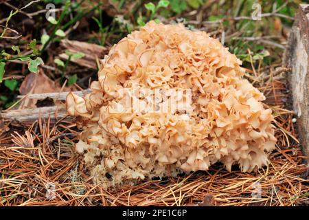 Funghi cavolfiore (Sparassis crispa) esemplare che cresce sul terreno forestale della pineta nativa, Loch Garten RSPB Riserva Naturale, Cairngorms National Park Foto Stock