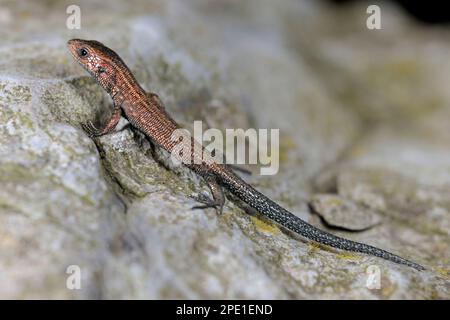 Comune / vivipara Lizard vivipara (Zootoca vivipara) animale giovanile di soli 50mm metri di lunghezza, fotografato in condizioni controllate. Foto Stock