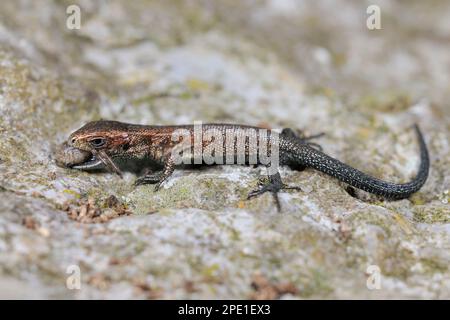 Comune / viviparous Lizard (Zootoca vivipara) giovane animale che mangia ragno, fotografato in condizioni controllate, Berwickshire, Scozia Foto Stock