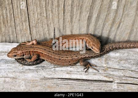 Lizard comune / viviparous (Zootoca vivipara) primo piano di lucertole giovanili che si crogiolano sotto il sole sul lato sud-guida recinzione in legno a fine estate. Foto Stock