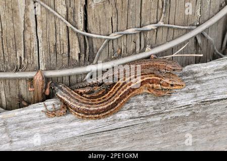 Lizard comune / vivipara (Zootoca vivipara) primo piano della lucertola giovanile con madre con coda mancante. Foto Stock