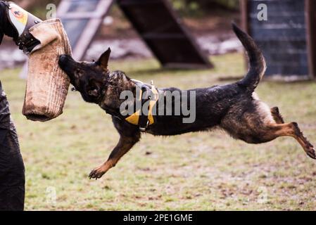 un pastore tedesco volante che attacca una manica da morso Foto Stock