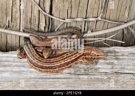 Lizard comune / vivipara (Zootoca vivipara) primo piano di due lucertole giovani con madre con coda mancante. Foto Stock