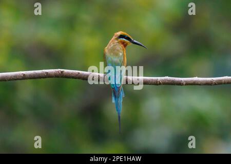 Bee-eater dalla coda blu (Merops philippinus) Singapore Foto Stock