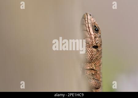 Lizard comune / viviparous (Zootoca vivipara) primo piano di lucertole giovanili che si crogiolano sotto il sole sul lato sud-guida recinzione in legno a fine estate. Foto Stock