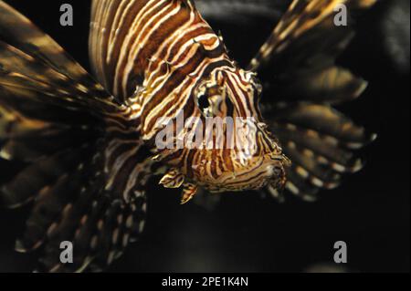 pesci leoni nuoto Foto Stock