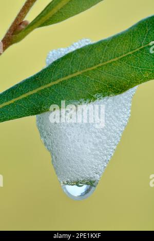 Lo Spit a cucù è un liquido schiumoso bianco secreto dalle ninfe di un bug che succhia linfa noto come schiumaristi (Philaenus spumarius). Berwickshire, Scozia Foto Stock