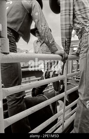 I ragazzi si dirigono a cavallo nello scivolo al Calgary Stampede Rodeo. Circa 1980 Foto Stock