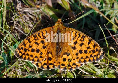 Farfalla del Fritillario Verde scuro (Mesoacidalia aglaia) su erba in duneslacks, Lindisfarne National Nature Reserve, Northumberland, giugno 2006 Foto Stock