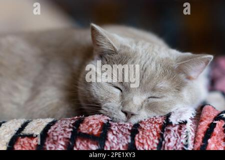 Dolce sogno di un gatto dritto scozzese vicino bello Foto Stock