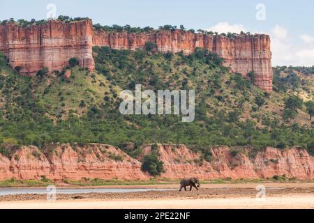 Elefante africano, Loxodonta africana, sotto le scogliere di Chilojo nel Parco nazionale Gonarezhou dello Zimbabwe. Foto Stock