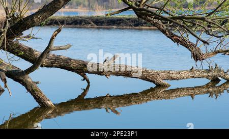 Rami di albero grigio giacenti sopra l'acqua, senza foglie, come galleggianti secco legno morto bello Foto Stock