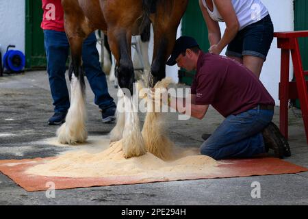 Stableman sulle ginocchia, spolverando la gamba di piume (piume bianche) di cavallo pesante (persone affollate in mostra) - Great Yorkshire Show, Harrogate, Inghilterra UK. Foto Stock