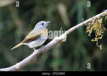 Primo piano di Tickell's Blue Flycatcher di un bell'uccello Foto Stock