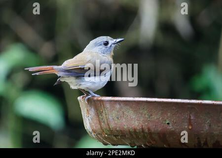 Primo piano di Tickell's Blue Flycatcher di un bell'uccello Foto Stock