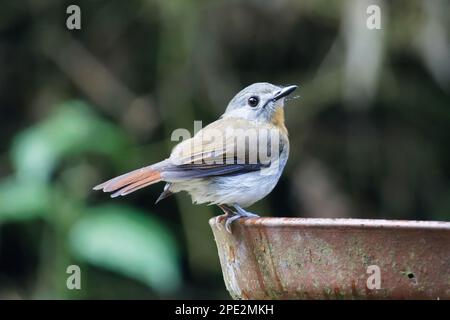 Primo piano di Tickell's Blue Flycatcher di un bell'uccello Foto Stock