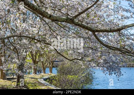 Alberi di ciliegio in fiore lungo uno stagno a Briscoe Park a Snellville (Metro Atlanta), Georgia. (USA) Foto Stock