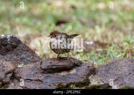 puff tirato babbiatore che si aggira sul terreno bellissimo primo piano shot di un uccello birdwatching india Foto Stock