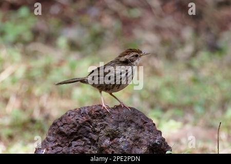 puff tirato babbiatore che si aggira sul terreno bellissimo primo piano shot di un uccello birdwatching india Foto Stock