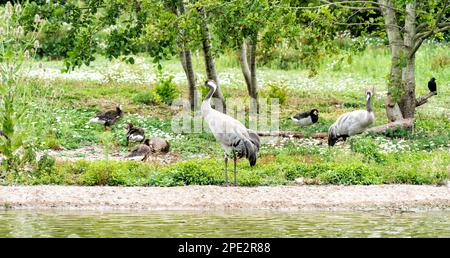 Gru comune e altri uccelli selvatici accanto ad un lago, Regno Unito Foto Stock