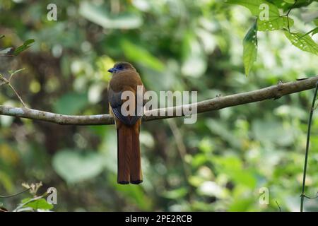 Malabar Trogon che si arrocca su un ramo d'albero Foto Stock