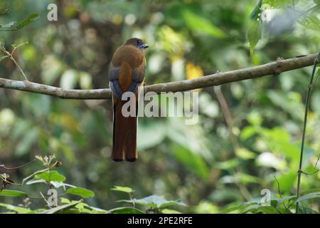 Malabar Trogon che si arrocca su un ramo d'albero Foto Stock