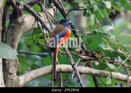 Malabar Trogon che si arrocca su un ramo d'albero Foto Stock