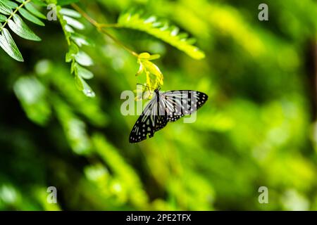 Chilasa clytia clytia (mimo comune), farfalla Foto Stock