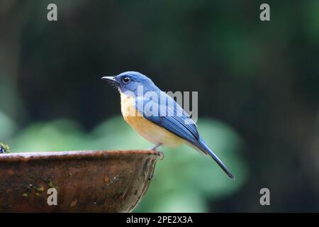 Primo piano di Tickell's Blue Flycatcher di un bell'uccello Foto Stock