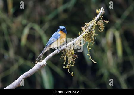 Primo piano di Tickell's Blue Flycatcher di un bell'uccello Foto Stock