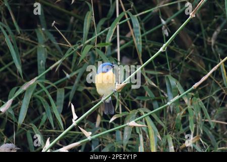 Primo piano di Tickell's Blue Flycatcher di un bell'uccello Foto Stock