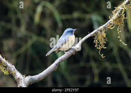 Primo piano di Tickell's Blue Flycatcher di un bell'uccello Foto Stock