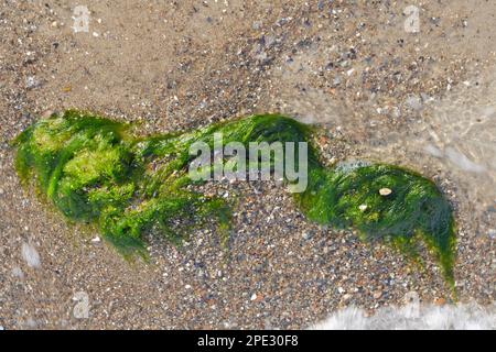 Alghe giacenti sulla spiaggia del Mar Baltico Foto Stock