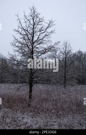 treee nella palude coperta di neve in inverno Foto Stock