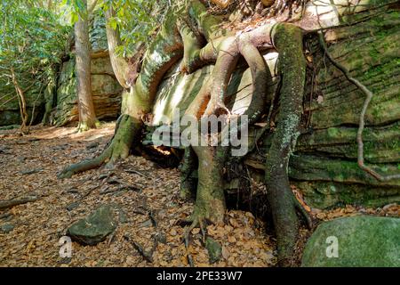 Una foresta piena di enormi massi con alberi che crescono intorno e in cima ai massi circondati da foglie cadute in una giornata di sole in inverno Foto Stock