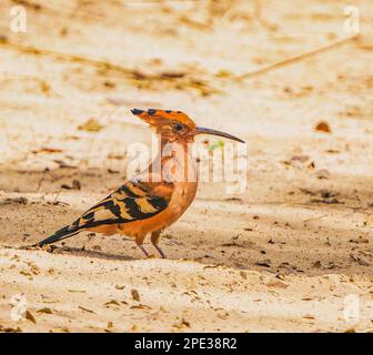 Upupa africana Foto Stock