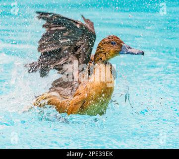 Anatre fulvous che prendono un bagno Foto Stock