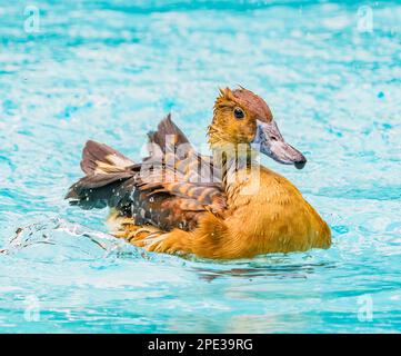 Anatre fulvous che prendono un bagno Foto Stock