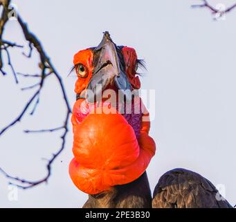 Maschio Southern Ground Hornbill Foto Stock