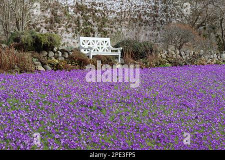 Masse di croci viola luminosi in un giardino al sole di primavera, sovrastato da una panchina bianca Foto Stock