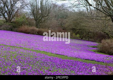 Masse di croci viola luminosi in un giardino sotto il sole di primavera Foto Stock